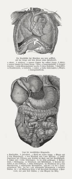 illustrations, cliparts, dessins animés et icônes de organes internes humains, gravures sur bois, publiés en 1893 - engraved image engraving liver drawing