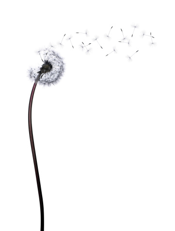Studio shot of a Dandelion with seeds flying in the wind, isolated on white. CHECK OUT VIDEO VERSION BELOW! Shot with 39 Mpixel digital back.