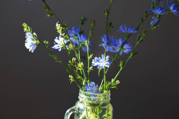 istock Fresh blue flowering chicory on dark background, backlit. 1219154932
