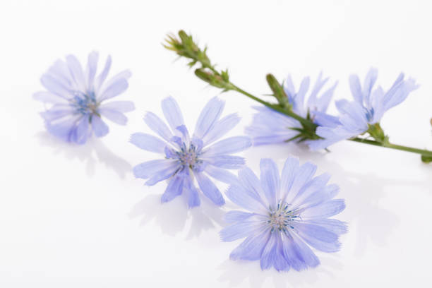 achicoria de floración azul fresco sobre fondo blanco - inulin fotografías e imágenes de stock