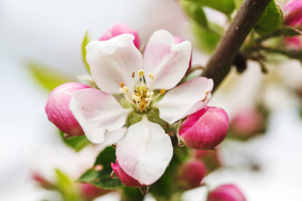 istock Apple Blossom closeup in garden. Beautiful spring background 1219154954