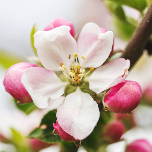 istock Apple Blossom closeup in garden. Beautiful spring background 1219154957