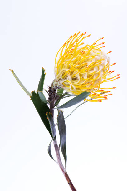 istock Yellow pincushion protea closeup. Leucospermum conocarpodendron 1219155056