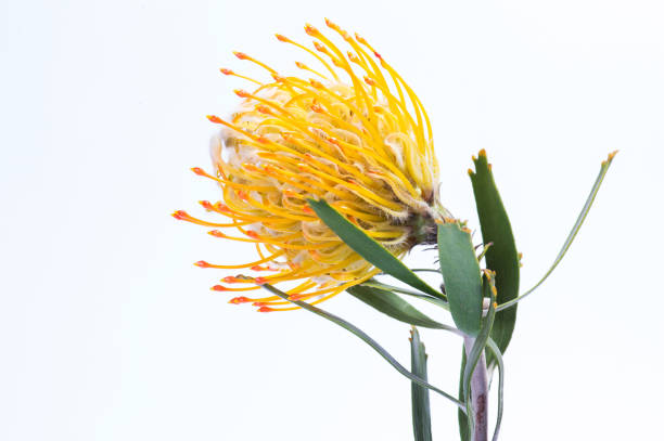 istock Yellow pincushion protea closeup. Leucospermum conocarpodendron 1219155590