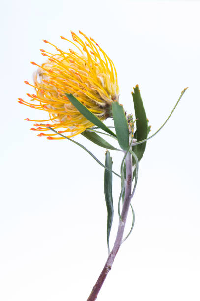 istock Yellow pincushion protea closeup. Leucospermum conocarpodendron 1219155615