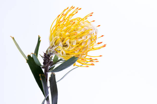 istock Yellow pincushion protea closeup. Leucospermum conocarpodendron 1219155661