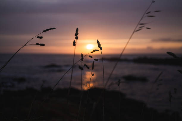 istock Grass silhouette at sunset over the ocean 1219156571