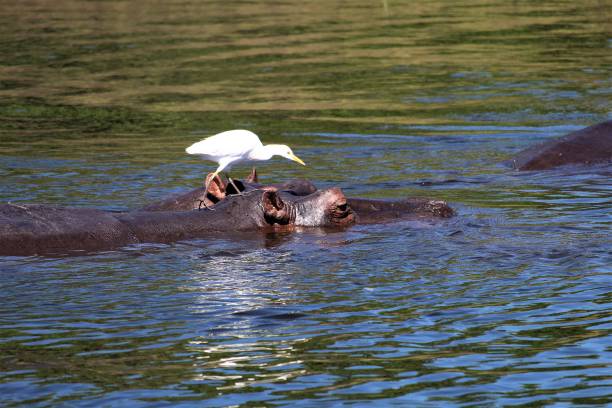 istock Hippopotamus and heron in the river Chobe Botswana 1219156642
