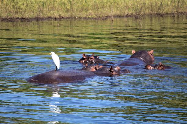 istock Hippopotamus and heron in the river Chobe Botswana 1219156680