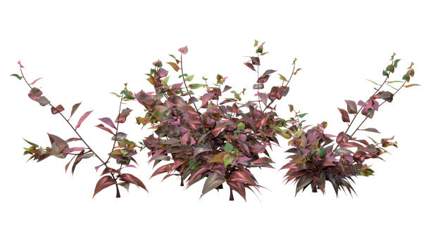 istock 3D illustration dragonsblood plant on white 1219157736