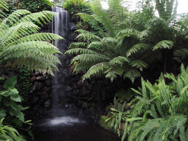 istock Trickle Waterfall with lush green ferns 1219159230