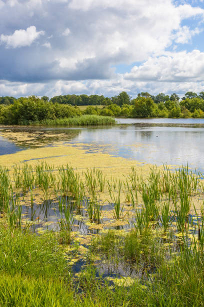 istock Lake with algae in the water and the beach 1219159354