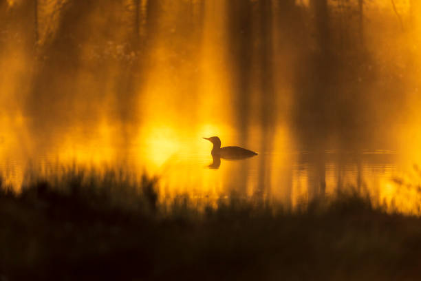 istock Red throated loon in a sunspot at sunrise 1219159466