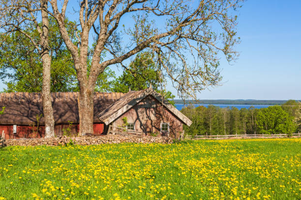 istock Flowering dandelions on field by an old barn 1219159514