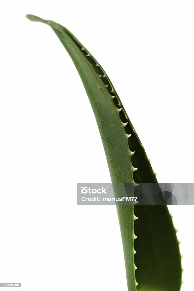 Aloe vera leaf  Aloe Stock Photo