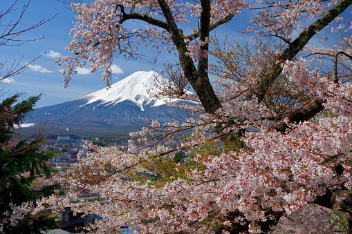 Mt Fuji and cherry blossom, taken at Arakurayama Sengen Park, Fuji-yoshida City, Yamanashi Prefecture, Japan.\nMt Fuji is UNESCO World Heritage site. The town below is Fuji-yoshida city.