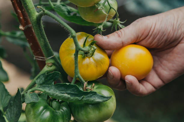 istock Men hands pick brown tomatoes from  bush 1219161684