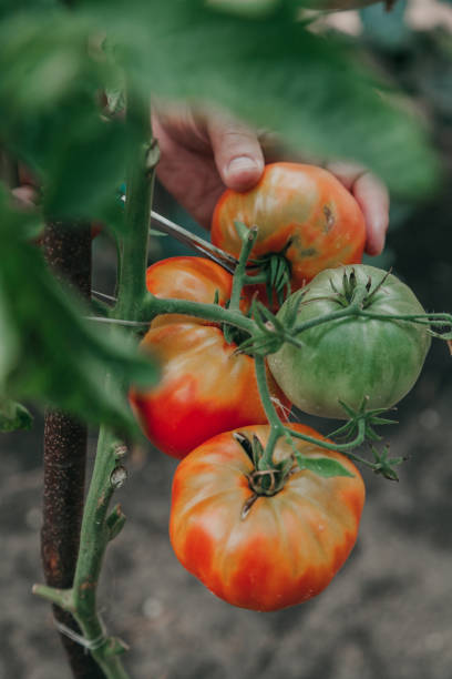 istock Hands cut large tomato with scissors bushes 1219161743