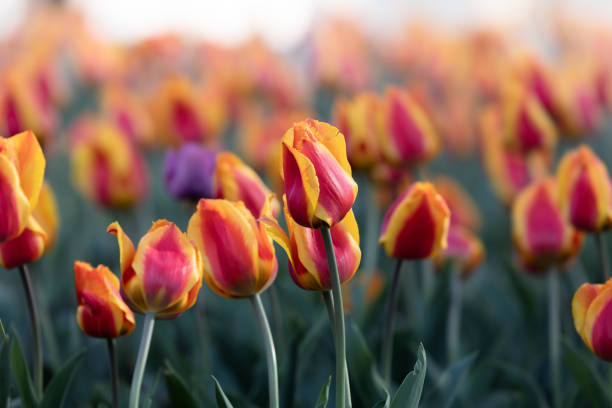 istock red yellow tulips background. 1219163266