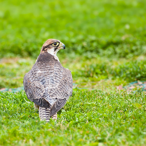 falco biarmicus - lanner falcon - fotografias e filmes do acervo