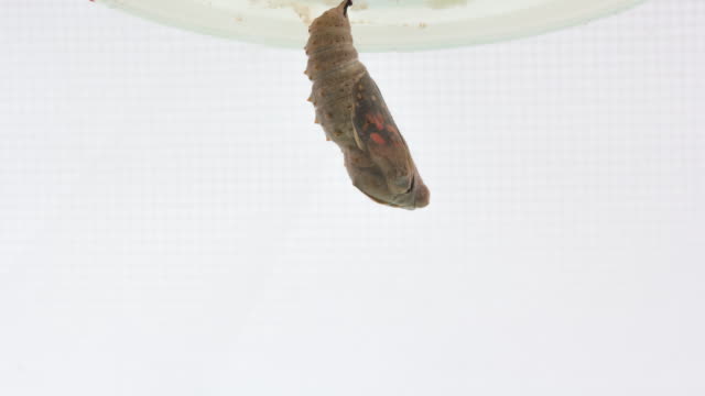 Painted Lady Butterfly Emerging From Chrysalis
