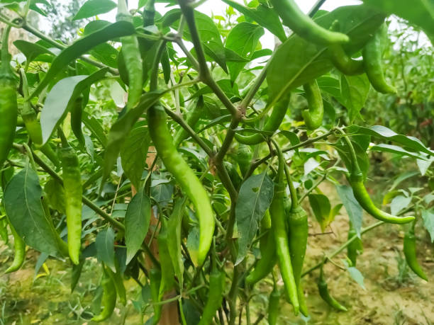 istock Fresh green chili pepper on tree and leaf organic 1219164734