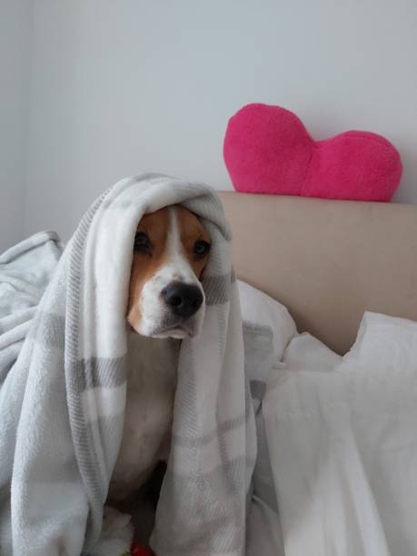 istock Beagle dog jedi love bed wise bedroom 1219164865