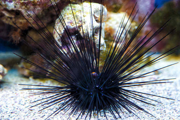 Sea urchin shells of various colours