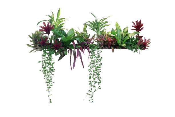 熱帯植物ブッシュ装飾(ぶら下がっているディシディア、ブロメリアド、ドラカエナ、ベゴニア、バード"u2019s巣シダ)屋内庭園の観葉植物の自然を背景に、白い、クリッピングパスに隔離垂直� - 観葉植物 ストックフォトと画像