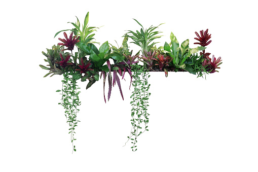 Tropical plants bush decor (hanging Dischidia, Bromeliad, Dracaena, Begonia, Bird