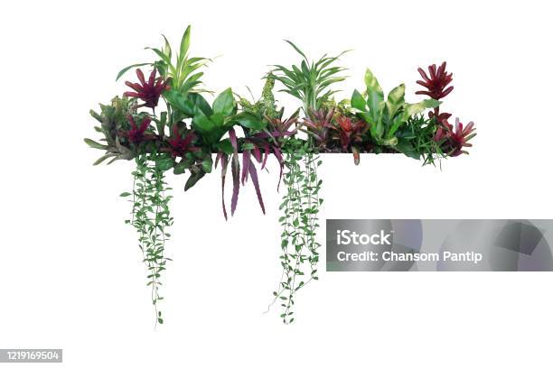 Tropical Plants Bush Decor Indoor Garden Houseplant Nature Backdrop Vertical Garden Wall Planter Isolated On White Clipping Path Stock Photo - Download Image Now