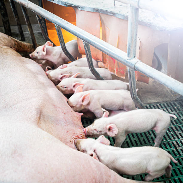 istock Pig breeding and pig production 1219169565