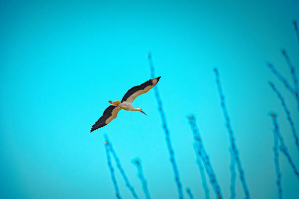 Storks sitting on the nest and flying