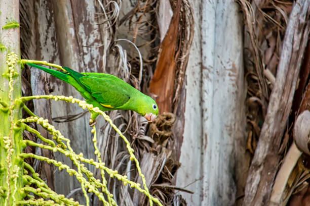 Yellow-billed Parrot (Amazona collaria) adult perched on branch (Jamaican endemic species)\
