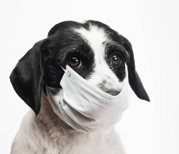 istock Dog wearing surgical mask portrait 1219170655