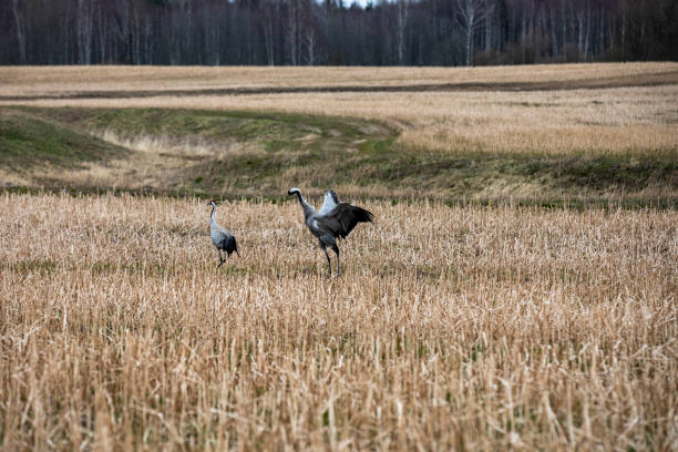 Common crane bird couple on a spring agricultural field