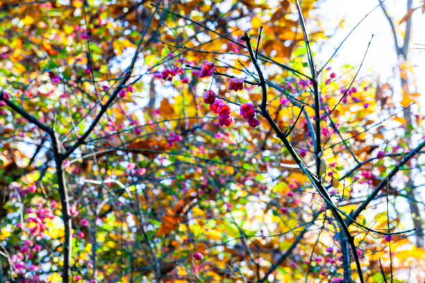 euonymus europaeus in the autumn forest with morning light