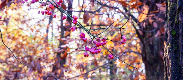 euonymus europaeus in the autumn forest with morning light