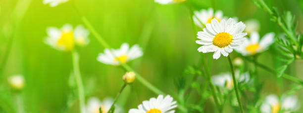 istock Chamomile (Matricaria recutita), blooming plants in the spring meadow 1219172721