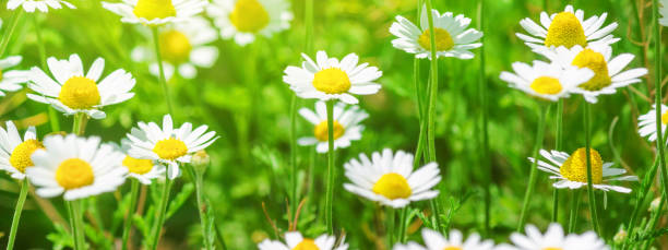 istock Chamomile (Matricaria recutita), blooming plants in the spring meadow 1219172724