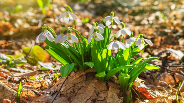 istock Galanthus nivalis or common snowdrop - blooming white flowers 1219172737