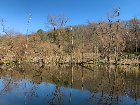 Pond in early Spring North Park Pittsburgh