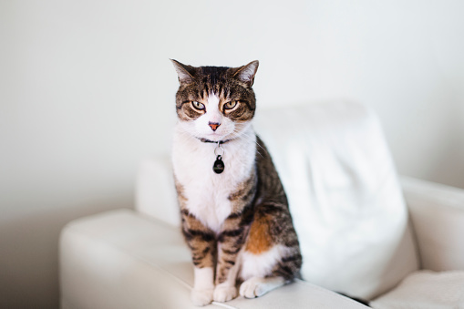 domestic cat, animal, living room, tabby cat