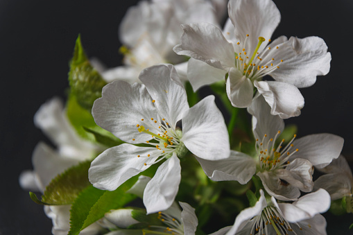Close up photo of cherry branch with blossom flowers on black background