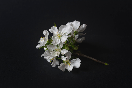 Close up photo of cherry branch with blossom flowers on black background
