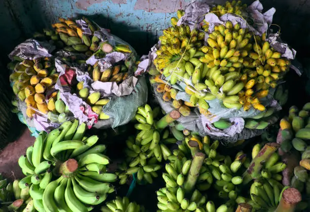 Many bunch of bananas hang on the wall inside agriculture product barn for sale, Vietnamese tropical fruit as banana is popular for market