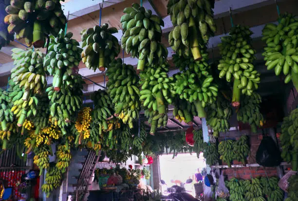 Many bunch of bananas hang on the wall inside agriculture product barn for sale, Vietnamese tropical fruit as banana is popular for market