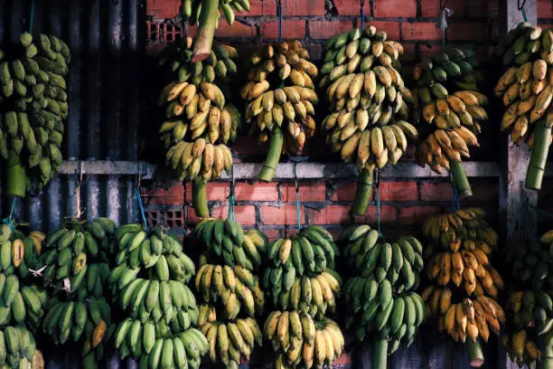 Many bunch of bananas hang on the wall inside agriculture product barn for sale, Vietnamese tropical fruit as banana is popular for market