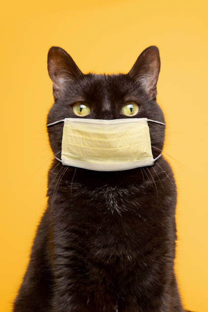 Black Cat on Yellow Wearing Face Mask