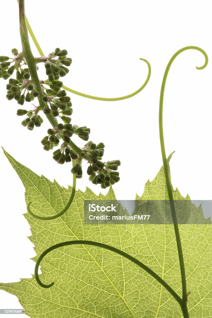 포도 잎 및 클러스터여야 - 로열티 프리 0명 스톡 사진